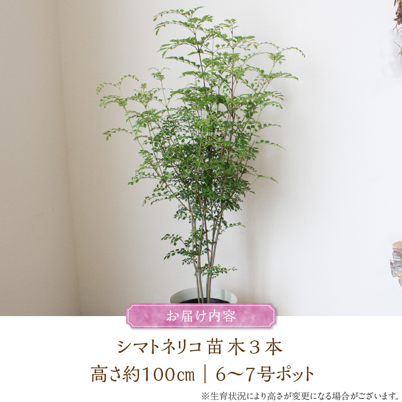 チーム田主丸【シマトネリコ苗木3本セット】_シマトネリコ 苗木 3本 セット チーム田主丸 風水 インテリア 観葉植物 植物 常緑樹 シンボルツリー 小葉 丈夫 育てやすい 日光 樹木 ガーデニング 鉢植え 植木鉢 グリーンアイテム 家庭栽培 福岡県 久留米市 お取り寄せ 送料無料_Hf037