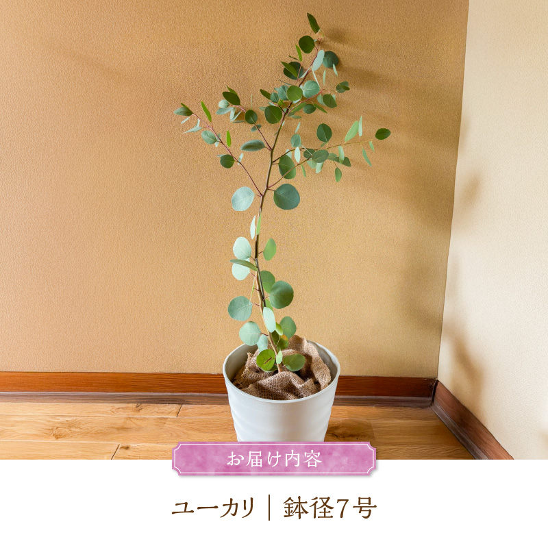 チーム田主丸『ユーカリ苗木７号鉢』 _ 苗木 7号鉢 ユーカリ チーム田主丸 1本 ユーカリの苗木 庭木 鉢植え 植木 ドライフラワー スワッグ リース リラックス効果 虫よけ 常緑樹 シンボルツリー ガーデニング 植物 インテリア お手入れ簡単 育て方付き お取り寄せ 福岡県 久留米市 送料無料 _Hf039