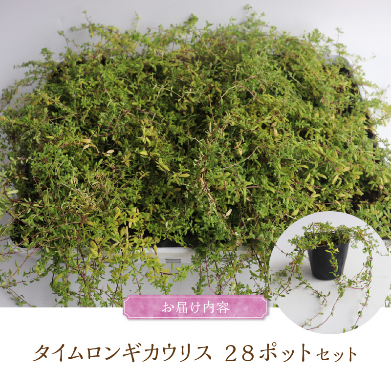 チーム田主丸『タイムロンギカウリス28ポット』 _ タイムロンギカウリス 9cmポット 28苗 花 チーム田主丸 常緑多年草 ハーブ 園芸 丈夫 育てやすい 品種 成長が早い グランドカバー プランツ 地植え 鉢植え ガーデニング 庭 花壇 寄せ植え 植物 育て方付き お取り寄せ 福岡県 久留米市 送料無料 _Hf041