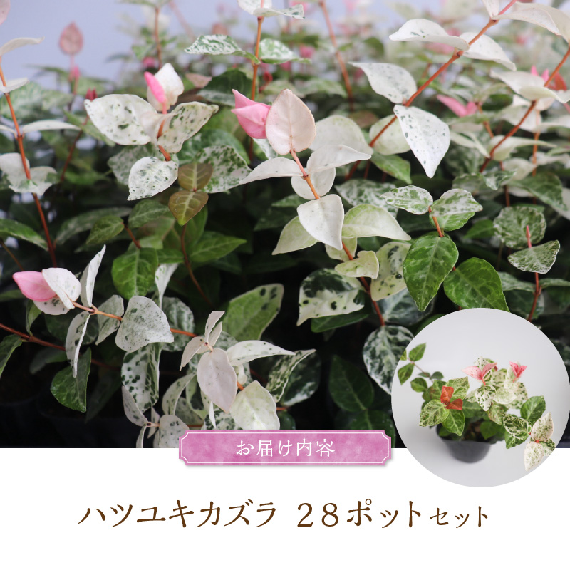 チーム田主丸『ハツユキカズラ28ポット』 _ ハツユキカズラ 9cmポット 28苗 チーム田主丸 つる 常緑 ピンク 白 まだら模様 園芸 多年草 育てやすい グランドカバー プランツ 寄せ植え ハンギングバスケット 紅葉 地植え 鉢植え ガーデニング 庭 花壇 植物 育て方付き お取り寄せ 久留米市 送料無料 _Hf042