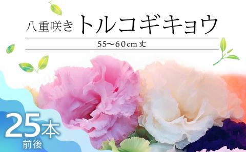 生花 八重咲きトルコギキョウ 60cm規格 25本前後_生花 八重咲きトルコギキョウ 60cm 25本前後 三色 おまかせ ホワイト ラベンダー ブルー 上品 希少品種 種類豊富 自社農場栽培 春出し 秋出し 暖房管理 水分管理 仏壇用 花のある暮らし 花持ち良い 福岡県 久留米市 送料無料_Hf023