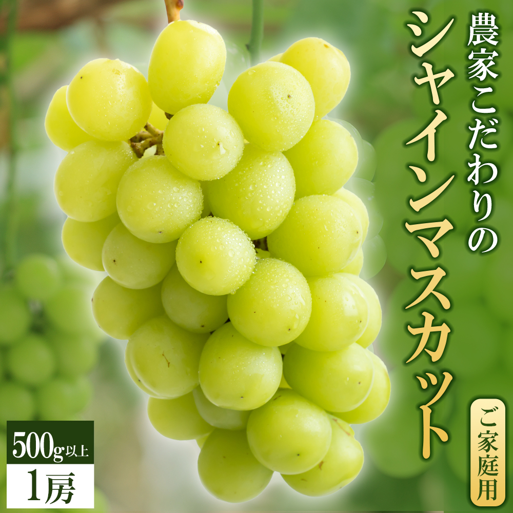 【2026年8月より順次発送】シャインマスカット（1房：500g以上)_シャインマスカット 1房 500g以上 九州 温暖 気候 活かす 農家 こだわり ご家庭用 先行受付 皮ごと食べられる 上品 甘さ フルーツ 果実 果物 ぶどう マスカット デザート おやつ お取り寄せ 福岡県 久留米市 送料無料_Fg012