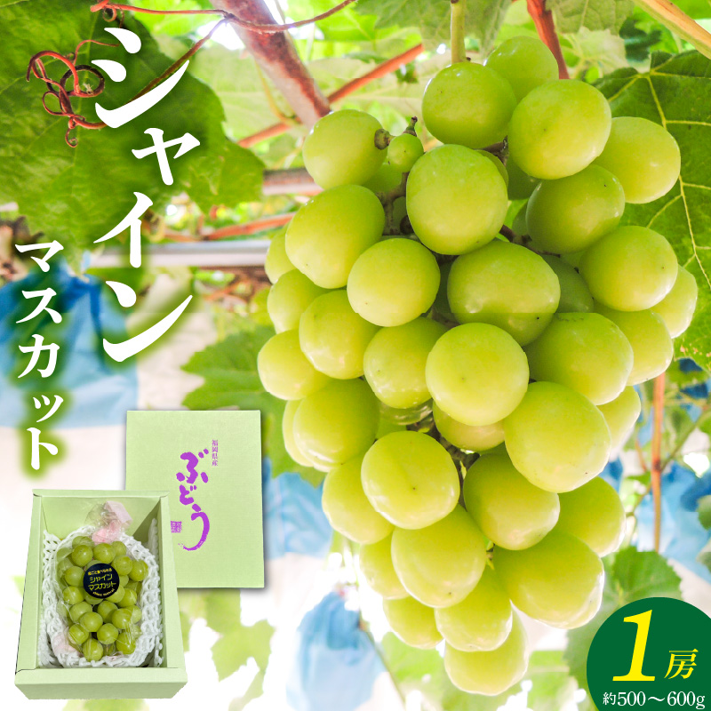 【2026年8月以降お届け】シャインマスカット（1房：約500～600g） _ 先行予約 シャインマスカット 1房 約 500g ～ 600g 2026年8月以降お届け 旬の味覚 酸味 甘み バランス 皮薄い 食べやすい マスカット ぶどう デザート 果物 倉重農園 お取り寄せ フルーツ 福岡県 久留米市 送料無料 _Fg018