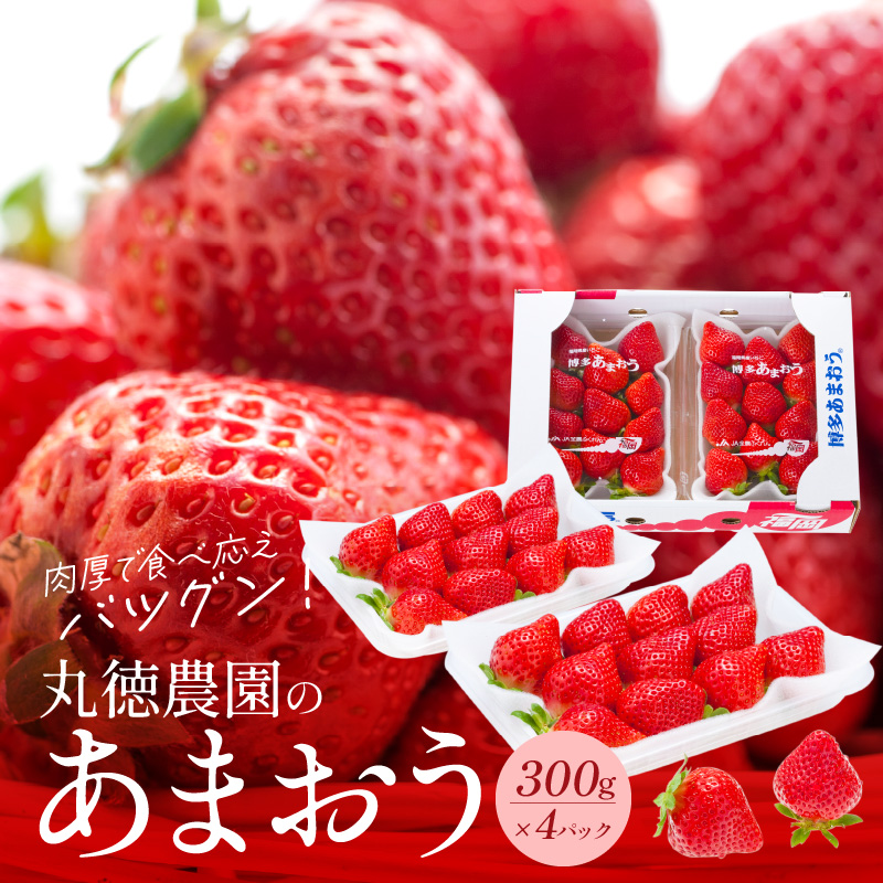 【2026年2月より順次発送】丸徳農園の福岡県産あまおう_丸徳農園 福岡県産 あまおう 300g × 4パック いちご いちごの王様 甘い 酸味 バランス 冷蔵 肉厚 大きい うまい おやつ デザート 果物 フルーツ 大人気 九州産 国産 食べ物 お取り寄せ 福岡県 久留米市 送料無料_Fi038