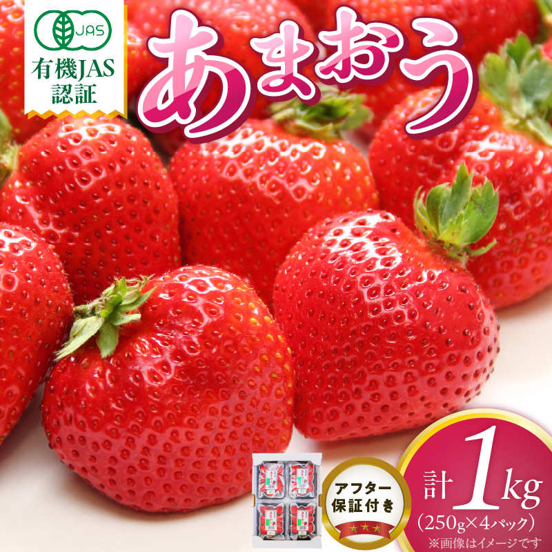 有機あまおう250g×4パック _ 有機 あまおう 250g 4パック 計 1000g オーガニック いちご ストロベリー 特別栽培 認証 アフター保証付き 安心 安全 やさしい甘み 香り ジューシー 果物 果汁 フルーツ スイーツ デザート 冷蔵 お取り寄せ 福岡県 久留米市 送料無料 _Fi078