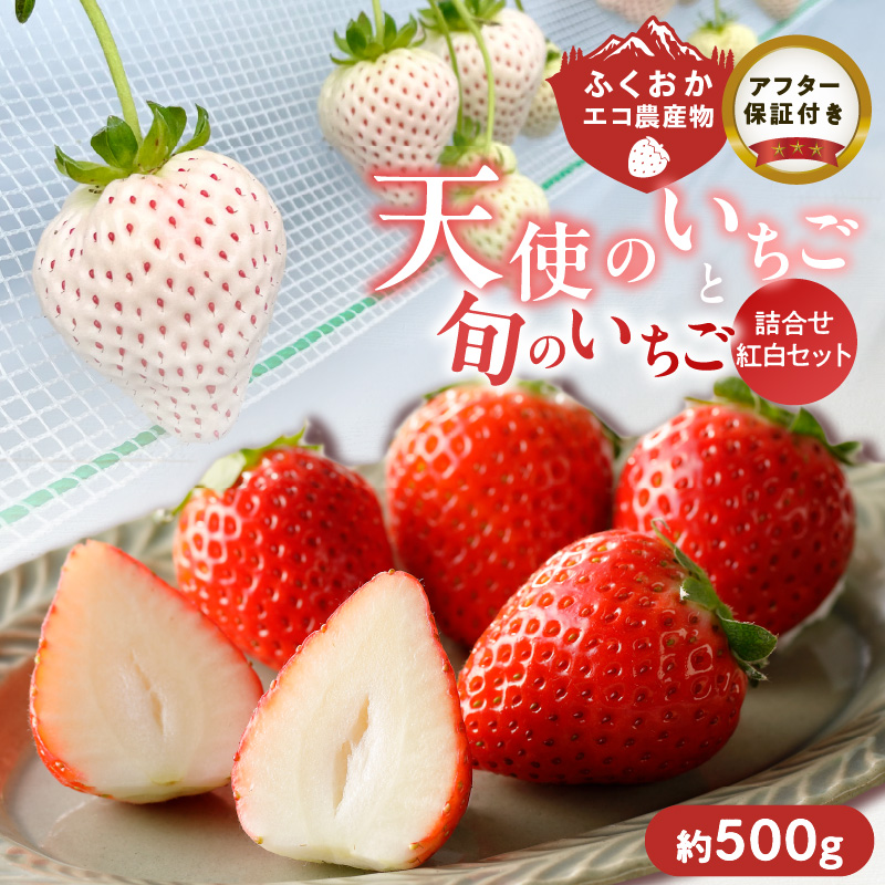 特別栽培 白いちご 天使のいちごと旬のいちご詰め合わせ紅白セット （ふくおかエコ農産物） 約500g _ 旬 いちご 詰め合わせ 紅白セット 2パック入り 約 500g ふくおかエコ農産物 旬のいちご 食べ比べ ギフト用 久留米市産 天使のいちご あまおう 恋みのり かおりの 紅ほっぺ よつぼし すず あまえくぼ お取り寄せ 福岡県 久留米市 送料無料 _Fi113