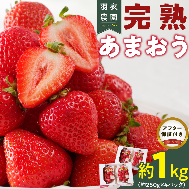 【2026年1月中旬より順次発送】福岡県産 羽衣農園の完熟あまおう 約1kg（約250g×4パック） _【先行予約】 【2026年1月中旬より順次発送】 福岡県産 完熟 あまおう 約250g × 4パック 計 約1kg こだわり いちご 福岡県 ブランド いちご 家族 シェア フルーツ 果物 果実 パンケーキ フルーツサンド お取り寄せフルーツ 福岡県 久留米市 送料無料_Fi214