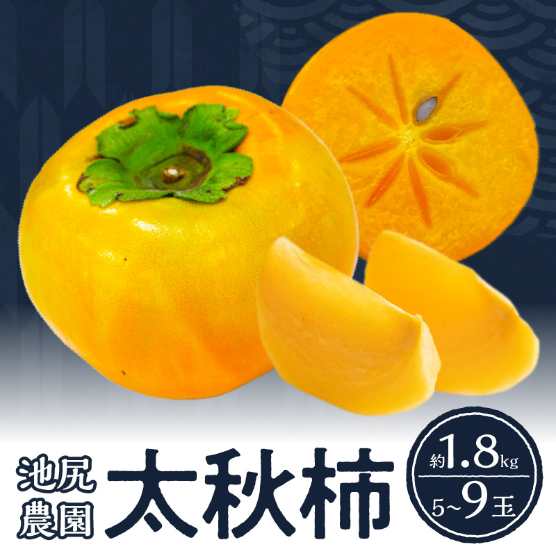 【10月発送】池尻農園 太秋柿 5玉～9玉 約1.8kg_柿 甘柿 太秋柿 5玉 ～ 9玉 約 1.8kg 種が少ない シャキシャキ 食感 さっぱり 果肉 なめらか 多汁 高糖度 おいしい 果皮 条紋 甘み 甘い 国産 フルーツ 果物 福岡県 久留米市 お取り寄せ お取り寄せフルーツ 栄養 食品 食べ物 常温 送料無料_Fk011