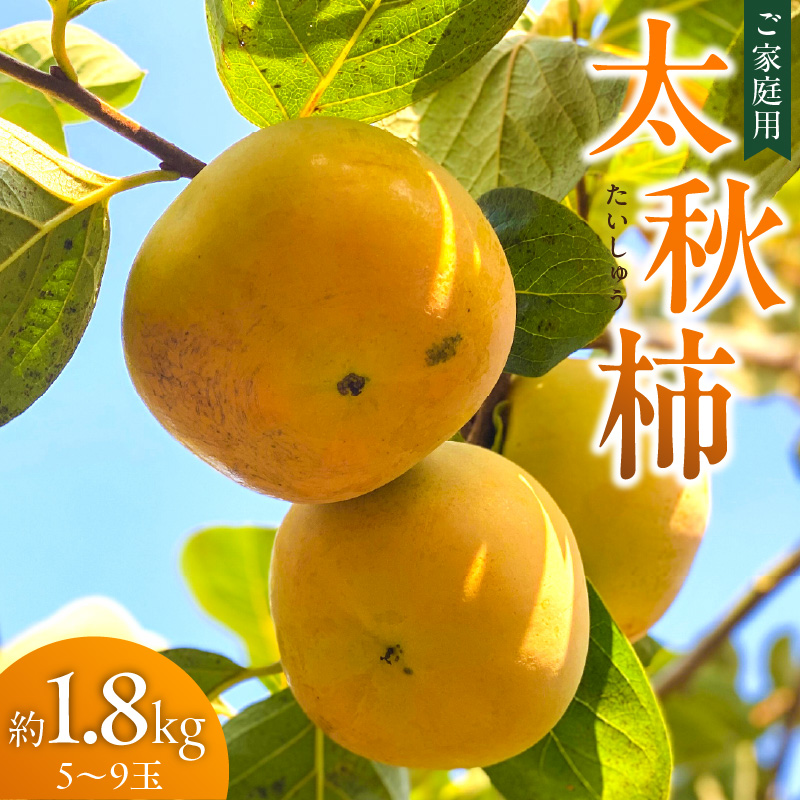 【訳あり品】【10月発送】池尻農園 太秋柿 5～9玉 約1.8kg ご家庭用_訳あり品 池尻農園 太秋柿 5 ～ 9玉 約 1.8kg ご家庭用 柿 10月 最盛期 完全甘柿 早生品種 大玉 甘み 強い シャキシャキ 食感 条紋 美味しさ 際立つ 種 少ない 食べやすい 人気 国産 九州産 フルーツ 果物 お取り寄せ 福岡県 久留米市_Fk015