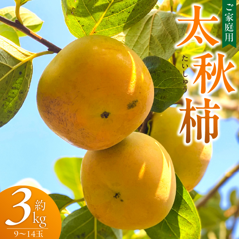 【訳あり品】【10月発送】池尻農園　太秋柿　9～14玉　約3kg　ご家庭用_訳あり品 太秋柿 9～14玉 約3kg ご家庭用 柿 甘柿 フルーツ 果物 スイーツ 甘い 条紋 10月最盛期 完全甘柿 早生品種 大玉 甘みが強い シャキシャキ 種が少ない 子供でも 食べやすい 福岡県 久留米市 送料無料_Fk016