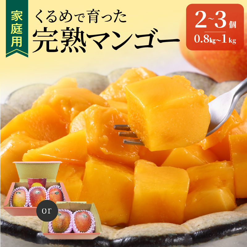 【2026年6月以降お届け】【家庭用】くるめで育った完熟マンゴー（2～3個：約0.8～1kg）_家庭用 くるめで育った 完熟マンゴー 2個 ～ 3個 アーウィン 甘い 子供も安心 フルーツ トロピカルフルーツ 果物 マンゴー 完熟 国産 家庭用 B品 冷蔵 クール便 倉重農園 お取り寄せ 福岡県 久留米市 送料無料_Fm007