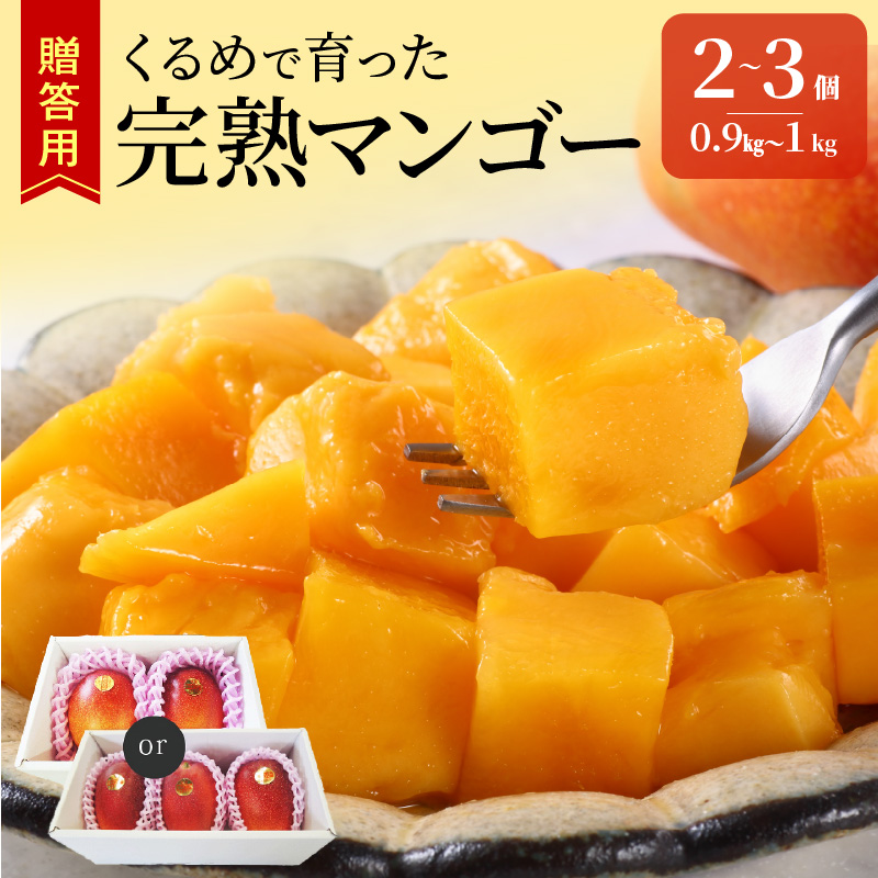 【2026年6月以降お届け】くるめで育った完熟マンゴー （2～3個：約0.9kg～1kg）_先行予約 完熟マンゴー 2個 ～ 3個 0.9kg ～ 1kg 贈答用 久留米産 とろける 甘い フルーツ トロピカルフルーツ 果物 マンゴー 完熟 高糖度 人気 国産 地植栽培 冷蔵 クール便 倉重農園 お取り寄せ お取り寄せフルーツ 食べ物 食品 福岡県 久留米市 送料無料_Fm010