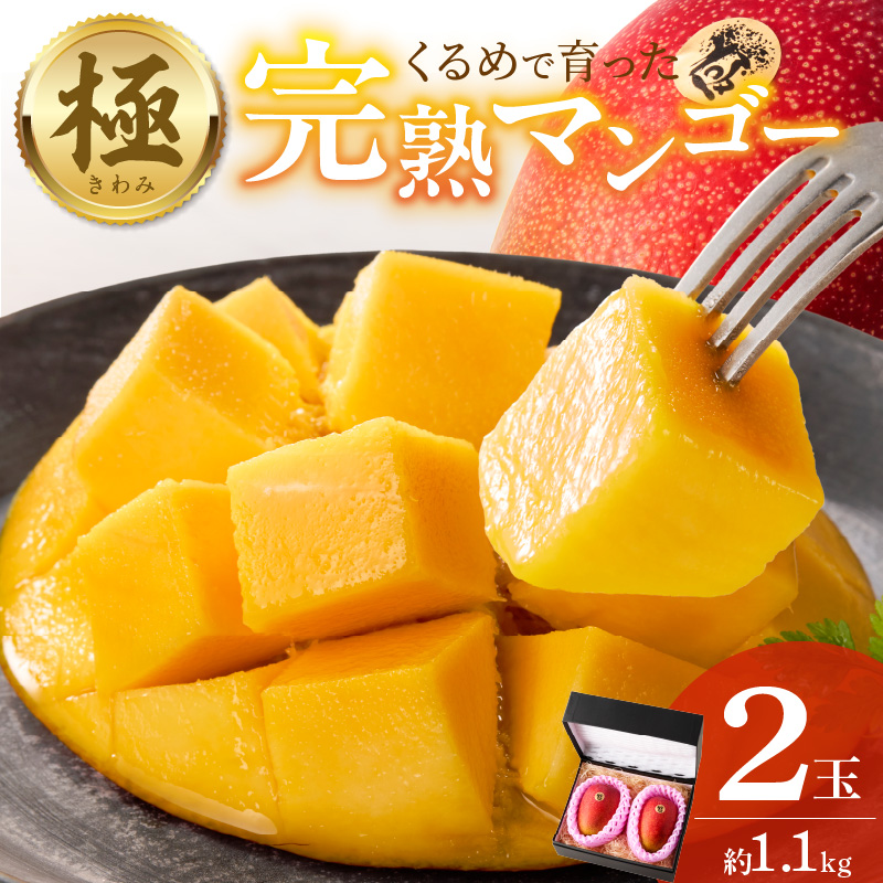 【2026年6月以降お届け】極　完熟マンゴー（2玉：約1.1kg）_完熟マンゴー 2玉 約 1.1kg 久留米産 平均糖度 17度～18度 完熟 マンゴー 国産 フルーツ トロピカルフルーツ 果物 デザート 冷蔵 クール便 お取り寄せ お取り寄せフルーツ 福岡県 久留米市 送料無料_Fm018