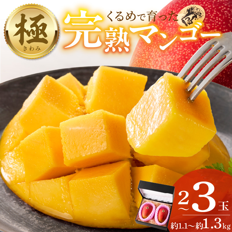【2026年6月以降お届け】極　完熟マンゴー（2～3玉：約1.1～1.3kg） _ 完熟マンゴー 2 ～ 3玉 約1.1kg 1.3kg 平均糖度 17度～18度 完熟 マンゴー 倉重農園 フルーツ トロピカルフルーツ 果物 デザート 冷蔵 クール便 お取り寄せ お取り寄せフルーツ 福岡県 久留米市 送料無料 _Fm020