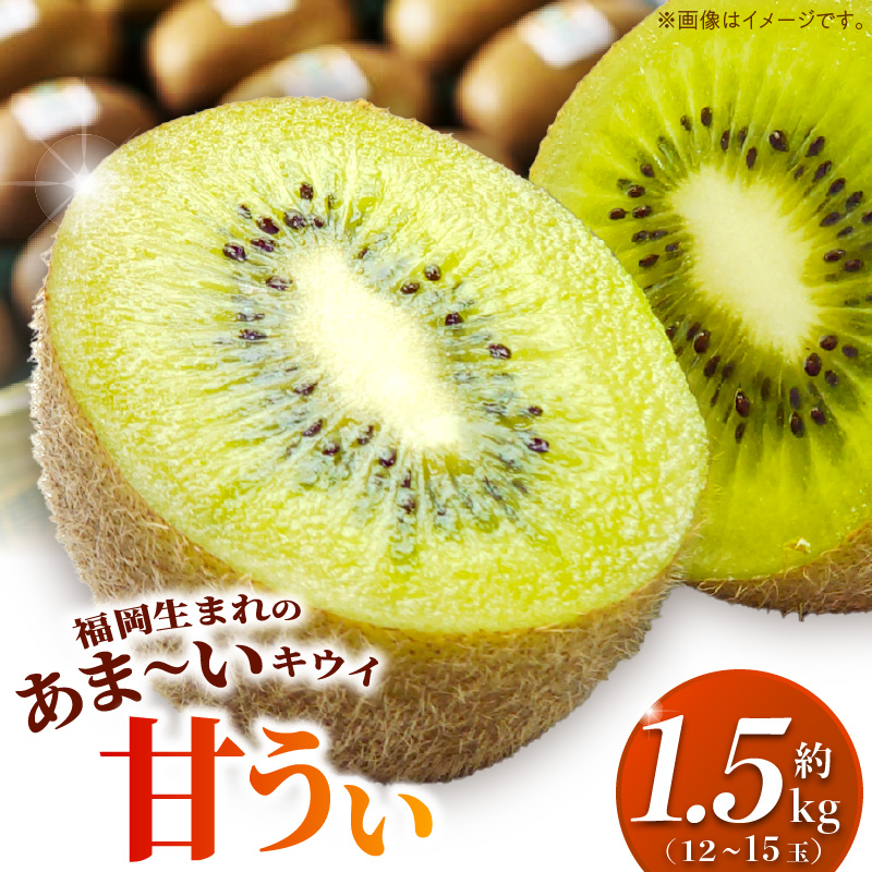 甘うぃ1.5kg箱_甘い キウイ 甘うぃ キウイフルーツ 1.5kg 国産 甘みの強い 果実 黄色味 福岡 オリジナル品種 濃厚 まろやか 高糖度 フルーツ 果物 ヨーグルト スムージー ジュース デザート 福岡県 久留米市 お取り寄せ お取り寄せフルーツ 送料無料_Fx019