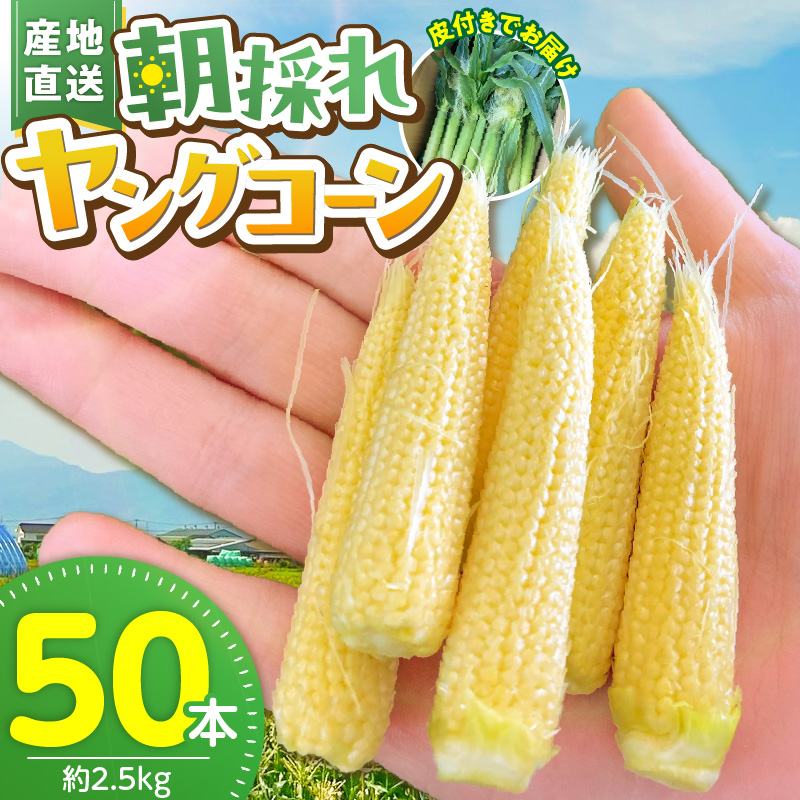 【2026年5月お届け】福岡県産 朝採れヤングコーン 50本 _ 2026年5月お届け 福岡県産 収穫 当日 新鮮 ヤングコーン ベビーコーン クール便 産地直送 美味しさ 宇佐川農園 こだわり 鮮度 朝採れ 濃い甘さ 生 シャキシャキ 甘み 福岡県 久留米市 送料無料 _ Gv052