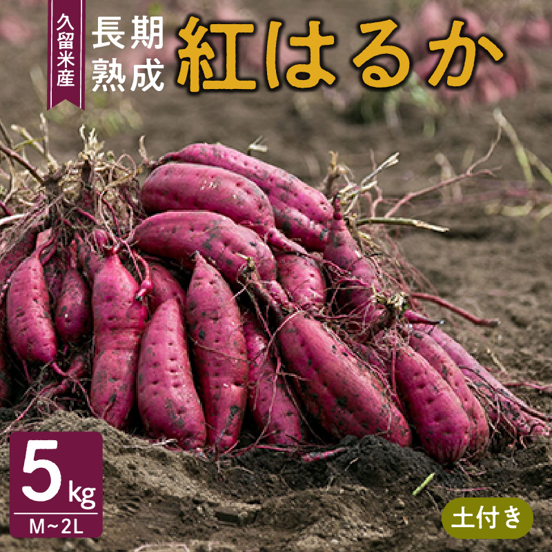 福岡県久留米市産　長期熟成紅はるか 5kg　M～2L　土付き_Gx036