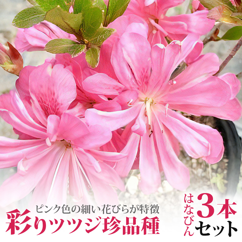 彩りツツジ珍品種（はなびん）３本セット_花 ツツジ 苗 3本 セット はなびんつつじ 珍品種 はなびん 13.5cmポット苗 ピンク色の花びら 路地植え 鉢植え 4月～6月開花 IB化成肥料 植え方 育て方 説明書付 ガーデニング 送料無料 久留米市 福岡県_Hf011