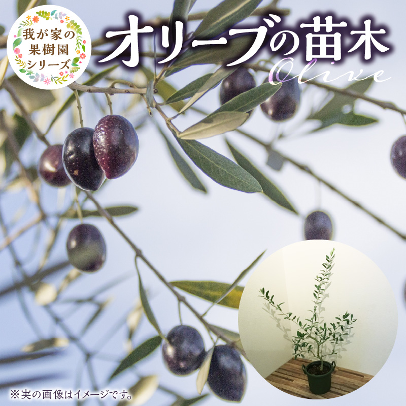 チーム田主丸『我が家の果樹園』シリーズ 【オリーブ】_オリーブ 苗木 高さ 約 50cm 鉢径 6号 チーム田主丸 我が家の果樹園 シリーズ 果樹園 初心者 育てやすい おしゃれ 人気 常緑樹 庭木 果樹 植樹 鉢植え 庭植え ガーデニング 国産 お取り寄せ 福岡県 久留米市 送料無料_Hf018