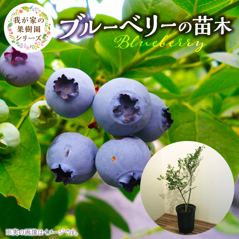 チーム田主丸『我が家の果樹園』シリーズ 【ブルーベリー】_ブルーベリー 苗木 高さ 約 50 cm 鉢経 7号 結実年数 2年目安 チーム田主丸 我が家の果樹園 シリーズ フルーツ 果物 ベリー 庭木 落葉 果樹 植樹 鉢植え 庭植え ガーデニング 福岡県 久留米市 お取り寄せ 送料無料_Hf019