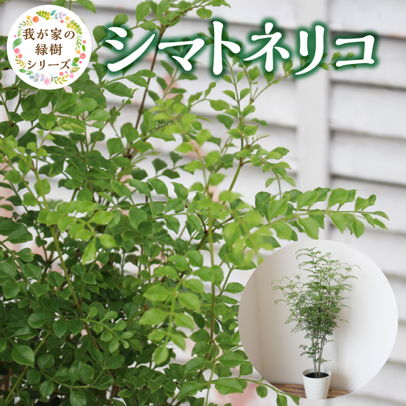 チーム田主丸『我が家の緑樹』シリーズ 【シマトネリコ】_シマトネリコ 鉢径 7号 高さ 約100cm チーム田主丸 緑のある暮らし 我が家の緑樹 シリーズ 鉢入り 庭植え 鉢植え 存在感 シンボルツリー 常緑樹 人気 植物 お取り寄せ 福岡県 久留米市 インテリア 送料無料_Hf021