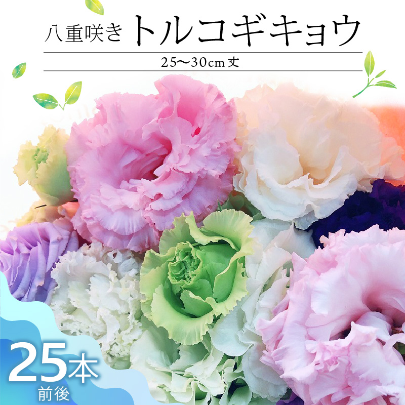 生花 八重咲きトルコギキョウ 30cm規格 25本前後_生花 八重咲きトルコギキョウ 30cm 25本前後 三色 おまかせ ホワイト ラベンダー ブルー 上品 希少品種 種類豊富 自社農場栽培 春出し 秋出し 暖房管理 水分管理 仏壇用 花のある暮らし 花持ち良い 福岡県 久留米市 送料無料_Hf022