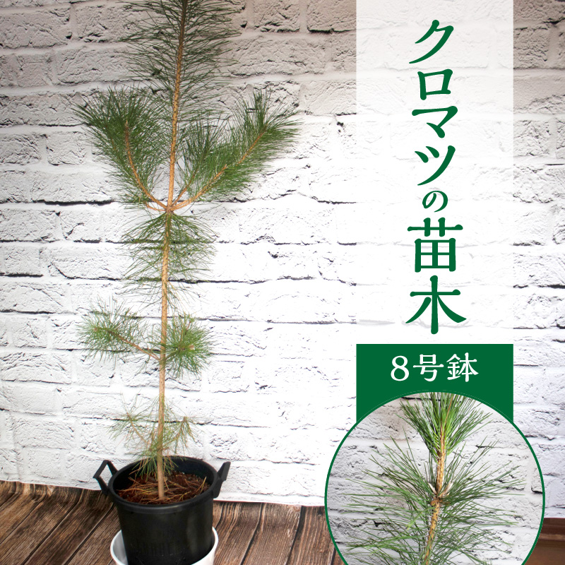 チーム田主丸『クロマツの苗木』_苗木 8号鉢 チーム田主丸 クロマツの苗木 1鉢 クロマツ 松の葉 長寿の源 健康管理に役立てる 健康樹 樹木 観賞用 飲食用 福岡県 久留米市 お取り寄せ インテリア 植物 ガーデニング 家庭栽培 送料無料_Hf032
