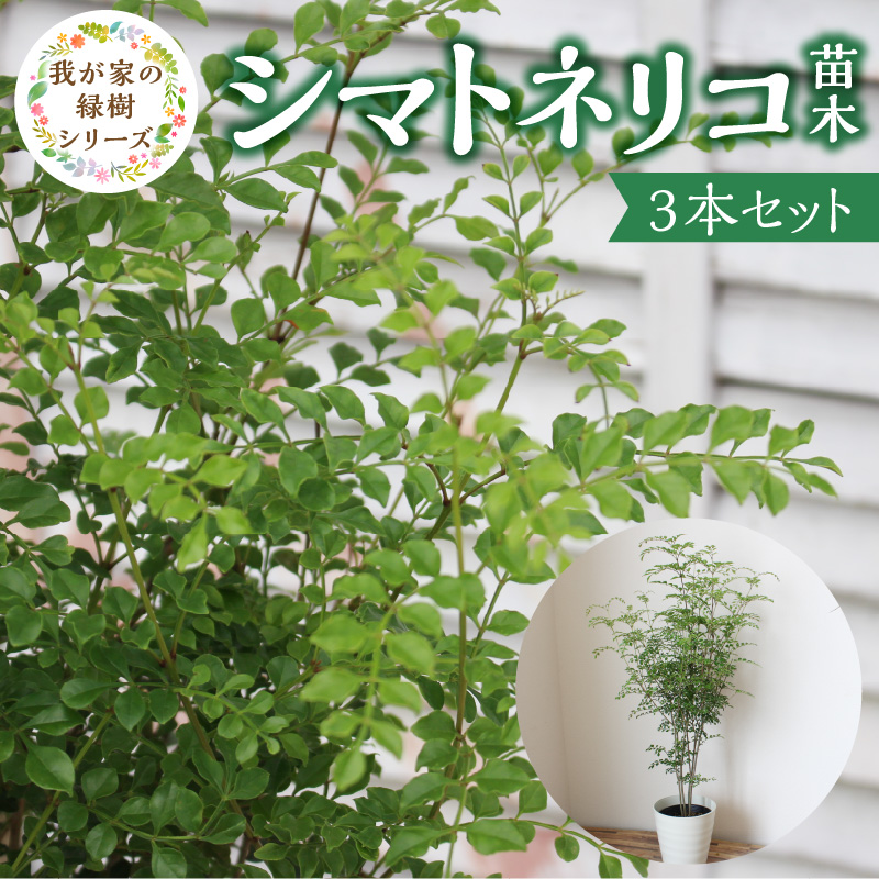 チーム田主丸【シマトネリコ苗木3本セット】_シマトネリコ 苗木 3本 セット チーム田主丸 風水 インテリア 観葉植物 植物 常緑樹 シンボルツリー 小葉 丈夫 育てやすい 日光 樹木 ガーデニング 鉢植え 植木鉢 グリーンアイテム 家庭栽培 福岡県 久留米市 お取り寄せ 送料無料_Hf037