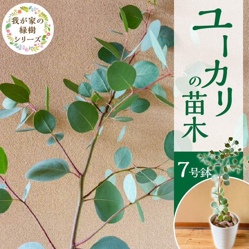 チーム田主丸『ユーカリ苗木７号鉢』 _ 苗木 7号鉢 ユーカリ チーム田主丸 1本 ユーカリの苗木 庭木 鉢植え 植木 ドライフラワー スワッグ リース リラックス効果 虫よけ 常緑樹 シンボルツリー ガーデニング 植物 インテリア お手入れ簡単 育て方付き お取り寄せ 福岡県 久留米市 送料無料 _Hf039