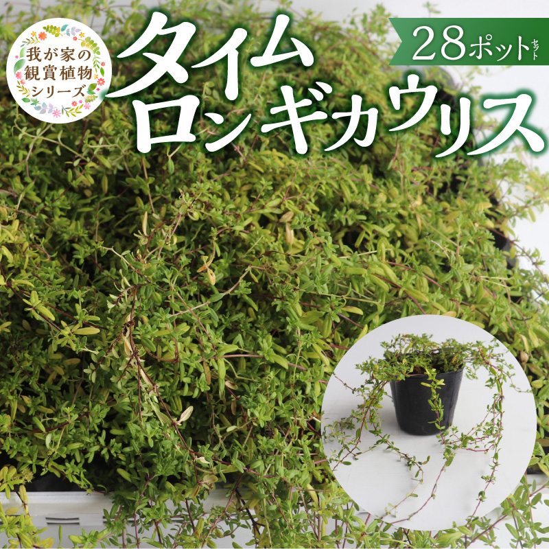 チーム田主丸『タイムロンギカウリス28ポット』 _ タイムロンギカウリス 9cmポット 28苗 花 チーム田主丸 常緑多年草 ハーブ 園芸 丈夫 育てやすい 品種 成長が早い グランドカバー プランツ 地植え 鉢植え ガーデニング 庭 花壇 寄せ植え 植物 育て方付き お取り寄せ 福岡県 久留米市 送料無料 _Hf041