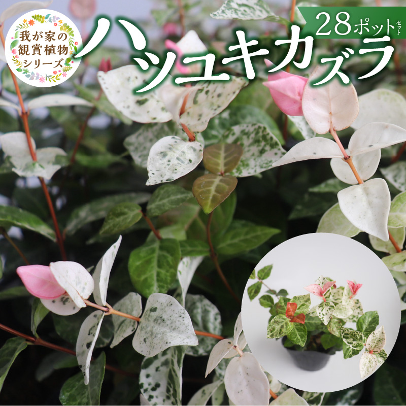 チーム田主丸『ハツユキカズラ28ポット』 _ ハツユキカズラ 9cmポット 28苗 チーム田主丸 つる 常緑 ピンク 白 まだら模様 園芸 多年草 育てやすい グランドカバー プランツ 寄せ植え ハンギングバスケット 紅葉 地植え 鉢植え ガーデニング 庭 花壇 植物 育て方付き お取り寄せ 久留米市 送料無料 _Hf042