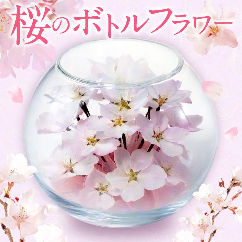 桜のボトルフラワー _ ドライフラワー 桜 ボトルフラワー ソメイヨシノ 満開の桜のようにデザイン ガラス容器 おしゃれ インテリア 花 ドライ加工 入学祝 卒業祝 合格祝 就職祝 旅立ち お祝い 記念 ギフト用 久留米市 送料無料 _ Qb044