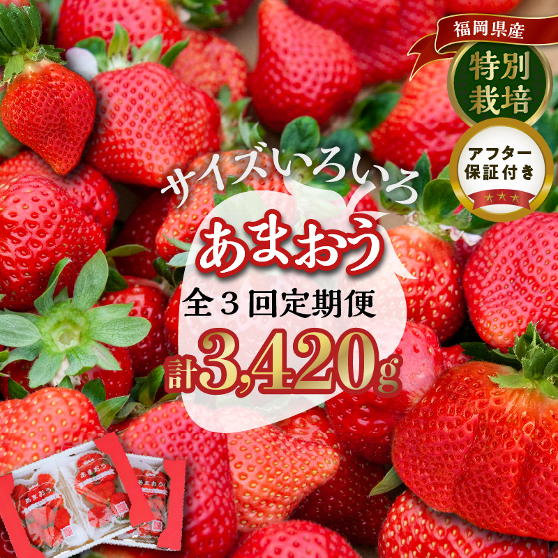 【定期便 3回】うるう農園の特別栽培あまおう サイズ色々4パック1140g×3回 定期便 あまおう いちご 4パック 1140g × 3回 福岡県特産 小玉 特大 サイズ サイズ色々 国産 ストロべリー 果物 フルーツ スイーツ おやつ 冷蔵 特別栽培 有機質肥料 認証 うるう農園 久留米市 お取り寄せ 送料無料