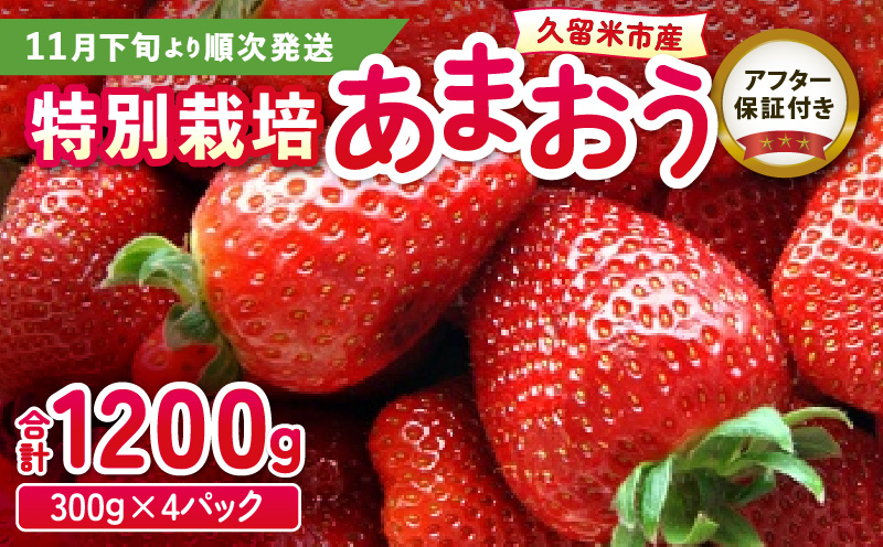 いちご あまおう 300g 4パック 計1200g 大粒 濃厚な甘さ 特別栽培 安心 安全 冷蔵 果物 フルーツ ストロベリー 食べ方いろいろ スイーツ ケーキ スムージー ジャム デザート 福岡県産 ふくおかエコ農産物 国産 お取り寄せ 福岡県 久留米市 送料無料