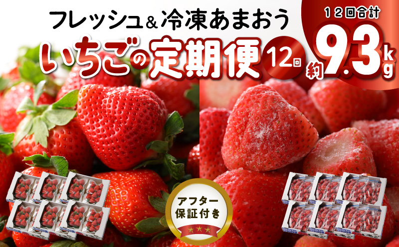 [いちごの年間定期便] あまおう 約560g(約280g×2パック)× 12月〜5月まで計6回 冷凍あまおう 1000g(500g×2パック)×6月〜11月まで計6回 毎月発送 イチゴ フレッシュ 冷凍苺 計約9.3kg 食べごたえ 溢れ出す おいしい 果汁 ヨーグルト スムージー 栄養素 福岡県 久留米市 冷蔵 冷凍 果物 フルーツ スイーツ お取り寄せ 送料無料