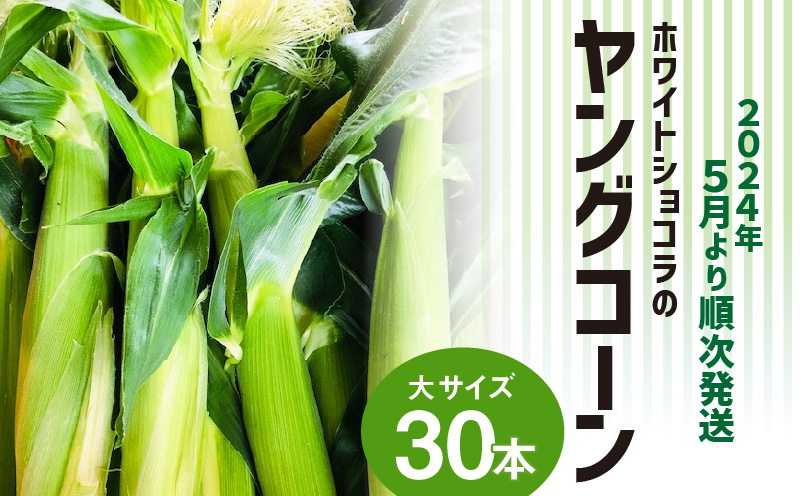 ホワイトショコラのヤングコーン 大サイズ30本_農家直送 2024年5月より順次発送 ホワイトショコラ 新鮮 ヤングコーン 大サイズ 30本 朝採れ 甘み ひげや薄皮まで食べられる 美味しい 冷蔵 とうもろこし 野菜 お取り寄せ 福岡県 久留米市 送料無料_Gv038