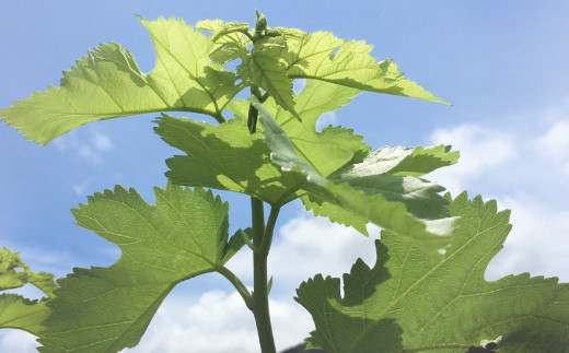 九州産 桑の葉 & シールド乳酸菌(R) 使用 桑の葉 青汁 31袋