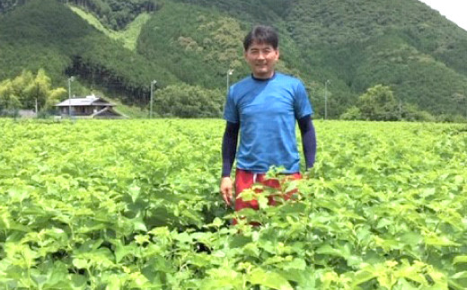 九州産 桑の葉 & シールド乳酸菌(R) 使用 桑の葉 青汁 31袋