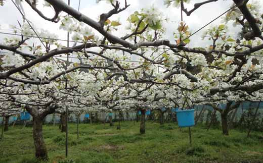【2023年8月下旬より順次発送】豊水 梨 約10kg (16～24玉)