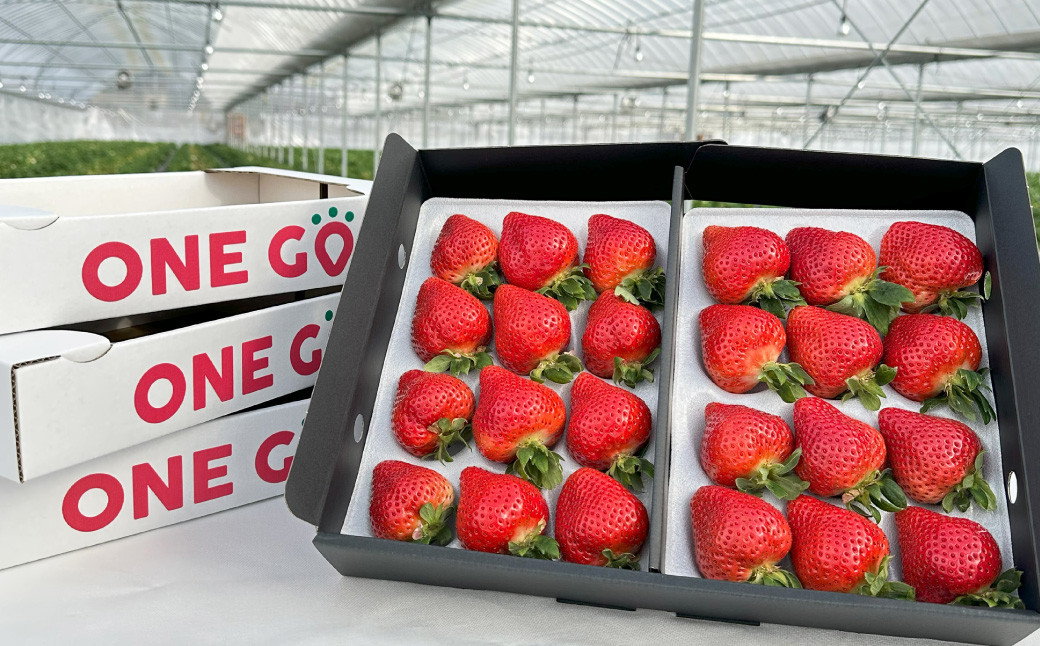 ギフト配送 福岡県産あまおう EX 約450g×2パック 合計約900g 〈特別栽培〉【2026年1月上旬～3月下旬発送予定】