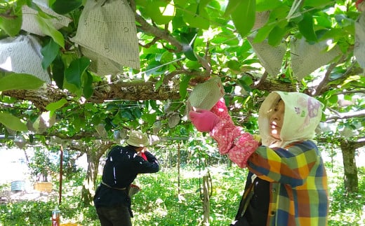 【2023年9月上旬より順次発送】秋月 梨 約10kg (16～26玉)