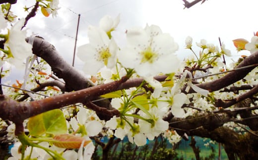 【2023年9月上旬より順次発送】秋月 梨 約10kg (16～26玉)