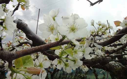 【2023年8月下旬より順次発送】豊水 梨 約10kg (16～24玉)