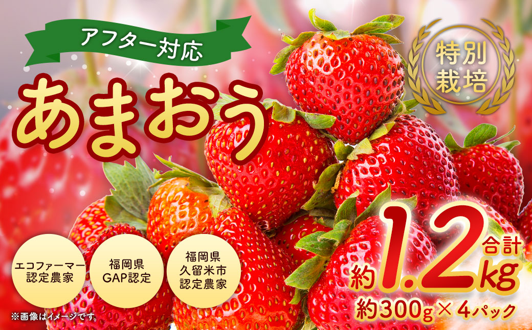 アフター対応】特別栽培あまおう 約300g×4パック イチゴ 苺 いちご ※北海道・沖縄・離島配送不可: 直方市ANAのふるさと納税