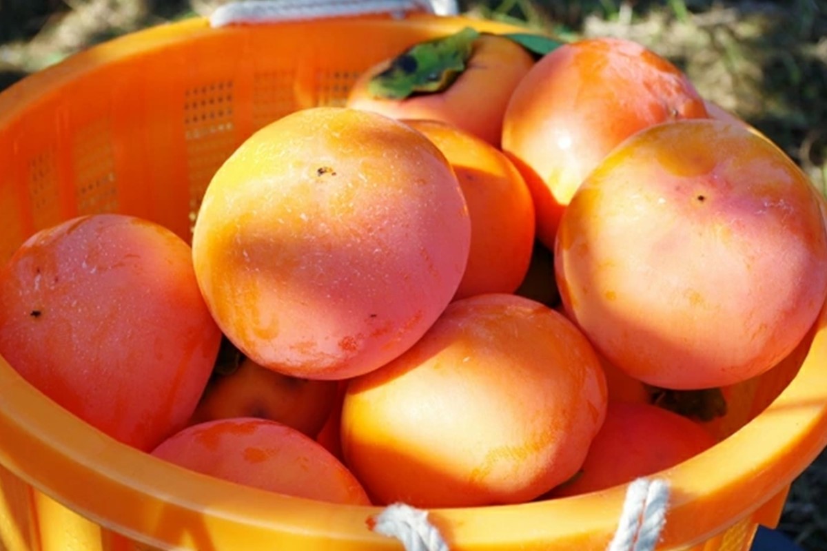 【B-211】青果市場厳選 「冷蔵」あま柿＜2026年1月から発送開始分先行予約＞