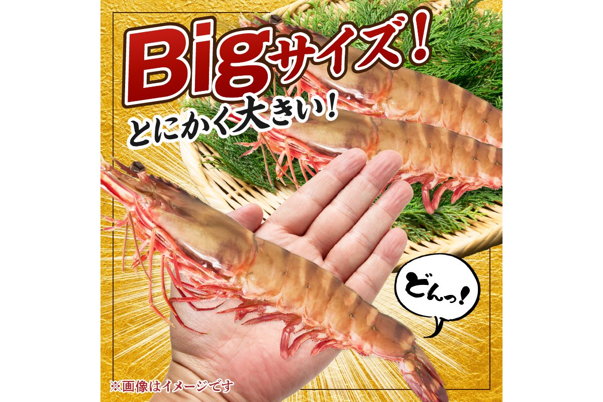 【C-136】特大 天然海老(有頭･4尾)