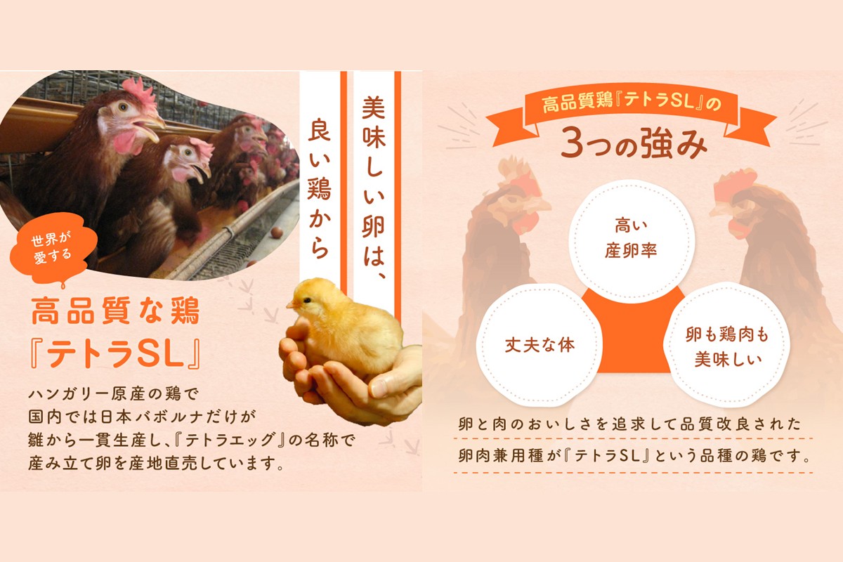 【C5-031】テトラエッグ(40個/月)【3ヵ月定期便】