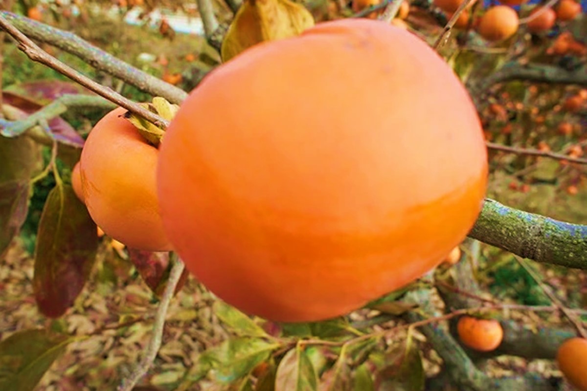 【B-211】青果市場厳選 「冷蔵」あま柿＜2026年1月から発送開始分先行予約＞