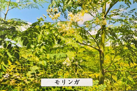 【A5-437】モリンガオーガニック和紅茶・ほうじ茶・お煎茶