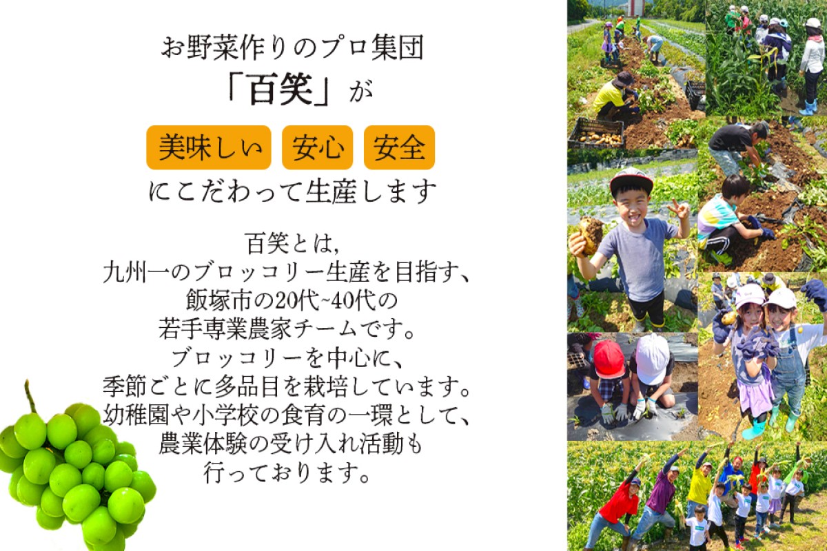 【B6-028】シャインマスカット4-6房(約2kg)＜2026年8月中旬から発送開始分先行予約＞